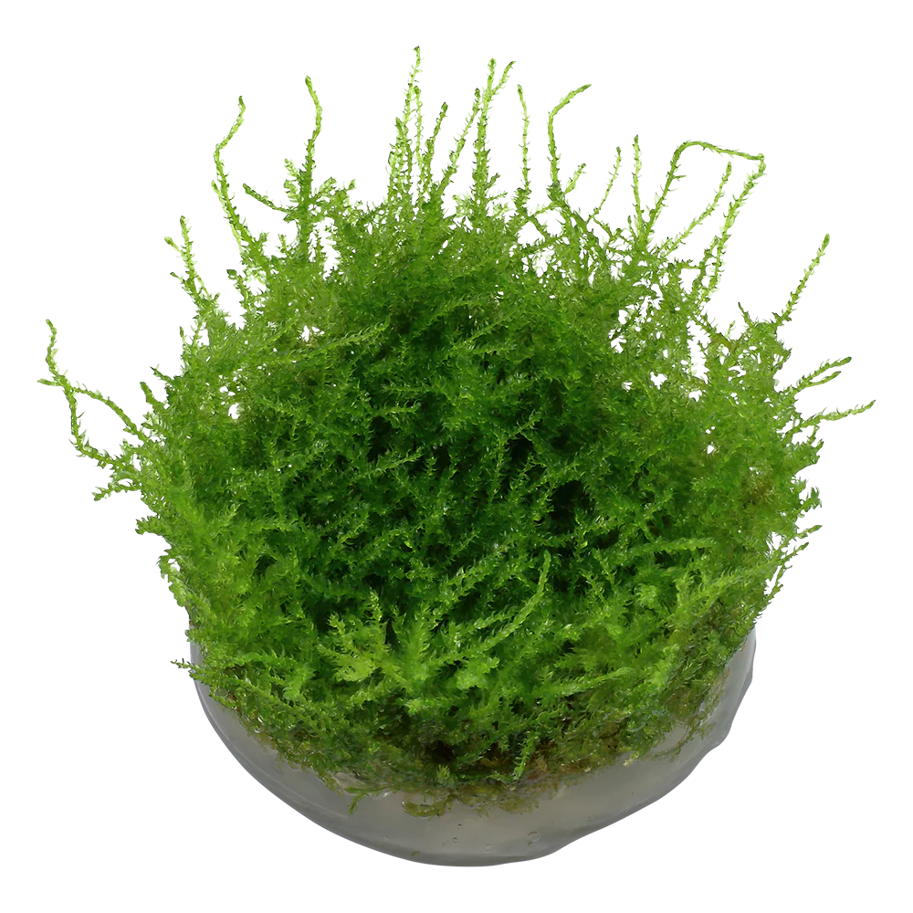 Aquarium Plants